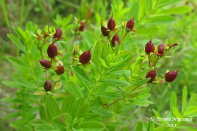 Millepertuis elliptique - Elliptic St. Johns wort - Hypericum ellipticum 2 m13
