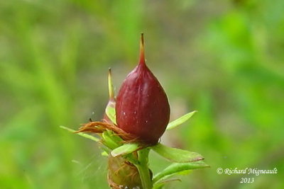 Millepertuis elliptique - Elliptic St. Johns wort - Hypericum ellipticum 3 m13