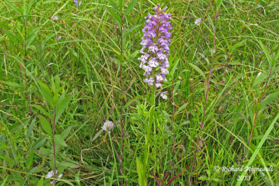 Platanthère papillon - Small purple-fringed orchid - Platanthera psycodes 1 m13