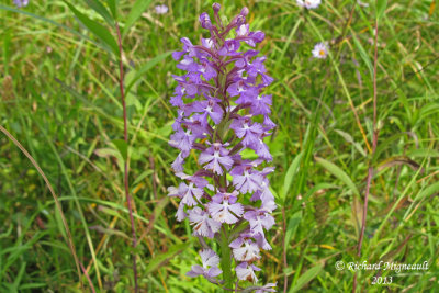 Platanthère papillon - Small purple-fringed orchid - Platanthera psycodes 2 m13