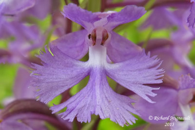 Platanthère papillon - Small purple-fringed orchid - Platanthera psycodes 3 m13