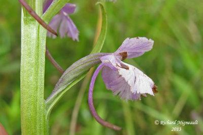 Platanthère papillon - Small purple-fringed orchid - Platanthera psycodes 4 m13
