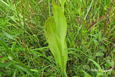 Platanthère papillon - Small purple-fringed orchid - Platanthera psycodes 5 m13