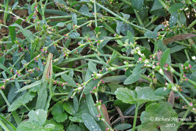 Renoue des oiseaux - Prostrate knotweed - Polygonum aviculare forme ros 1 m13