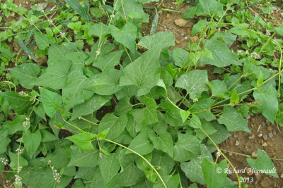 Renoue liseron - Black-bindweed - Polygonum convolvulus 1 m13