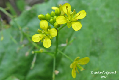 Rorippa sylvestre - Creeping yellow-cress - Rorippa sylvestris 4 m13