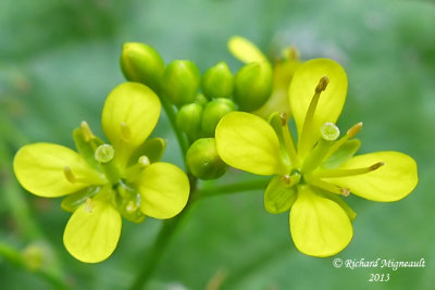 Rorippa sylvestre - Creeping yellow-cress - Rorippa sylvestris 5 m13