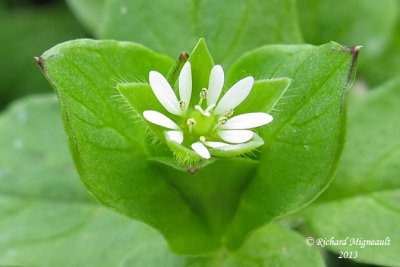 Stellaire moyenne - Common chickweed - Stellaria media 4 m13