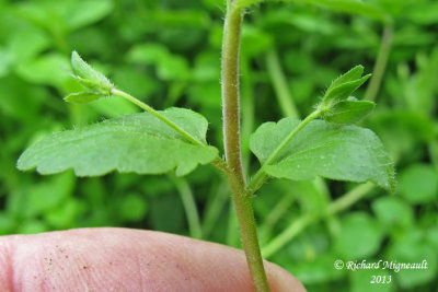 Vronique agreste - Field speedwell - Veronica agrestis 5 m13