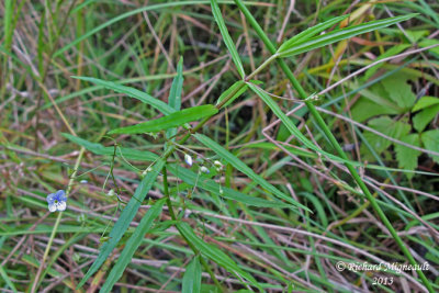 Vronique en cusson - Marsh speedwell - Veronica scutellata 2 m13.jpg