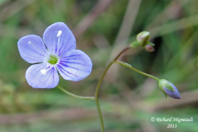 Vronique en cusson - Marsh speedwell - Veronica scutellata 4 m13