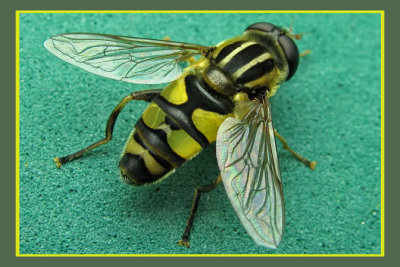 22 Syrphid Fly - Helophilus fasciatus