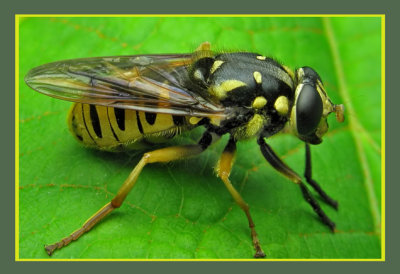 23 Syrphid Fly - Temnostoma alternans