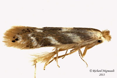 0560 - Birch Skeletonizer Moth - Bucculatrix canadensisella m13