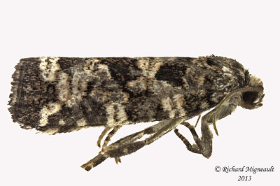 2745 - Spruce Needleminer Moth - Taniva albolineana m13