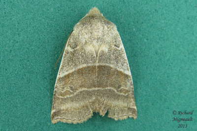 9939 - Lost Sallow Moth - Eupsilia devia m13