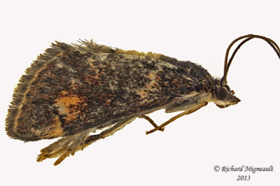 Unidentified moth m13