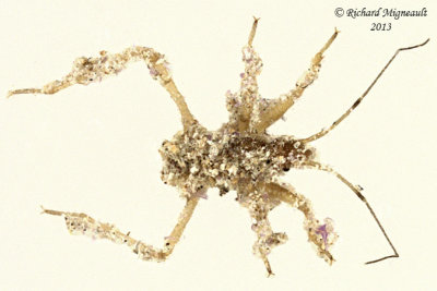 Assassin Bug - Reduvius personatus nymph 1 m13