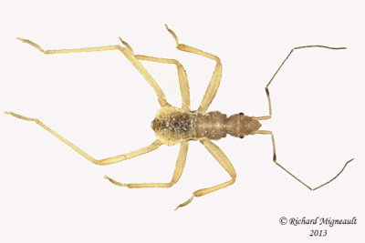 Assassin Bug - Reduvius personatus nymph 2 m13