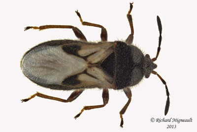Blissidae - Blissus leucopterus m13