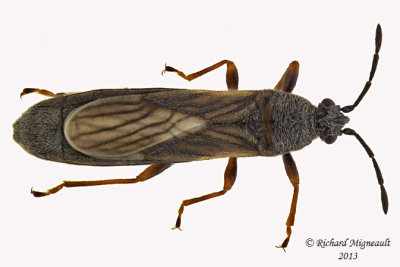 Blissidae - Ischnodemus falicus m13