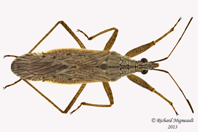 Damsel Bug - Nabis americoferus m13