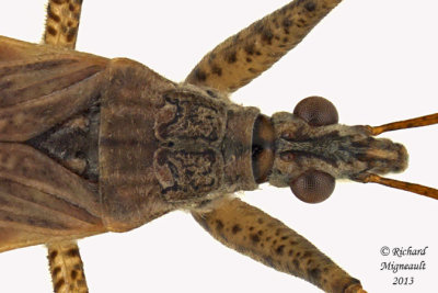 Damsel Bug - Nabis subgenus Nabis  2 m13