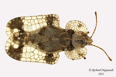Lace Bug - Corythucha sp2 1 m13