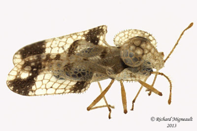 Lace Bug - Corythucha sp2 2 m13