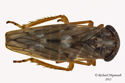 Leafhopper - Idiocerus musteus 1 m13