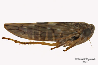 Leafhopper - Idiocerus musteus 2 m13