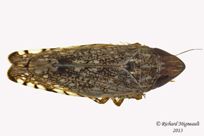 Leafhopper - Scaphytopius sp2 1 m13