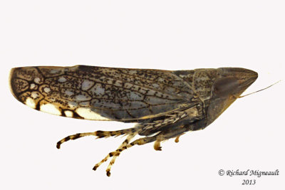 Leafhopper - Scaphytopius sp2 2 m13
