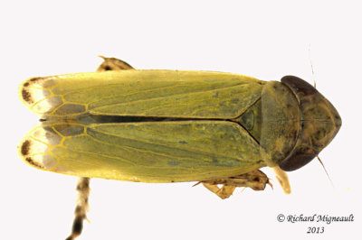 Leafhopper - Diplocolenus sp 1 m13