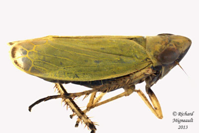 Leafhopper - Diplocolenus sp 2 m13