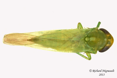 Leafhopper - Empoasca sp 1 m13