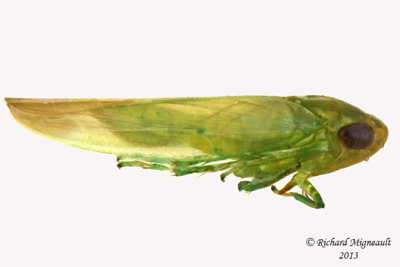 Leafhopper - Empoasca sp 2 m13