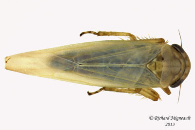 Leafhopper - Balclutha punctata 1 m13
