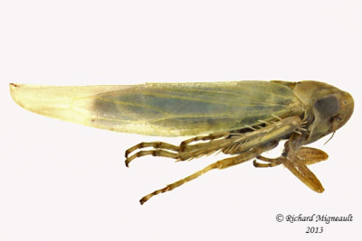 Leafhopper - Balclutha punctata 2 m13