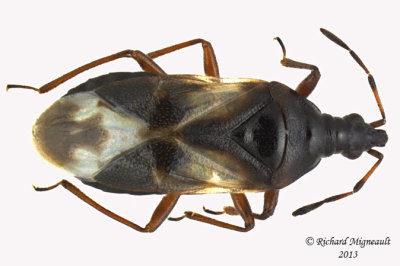 Minute Pirate Bug - Anthocoris musculus m13