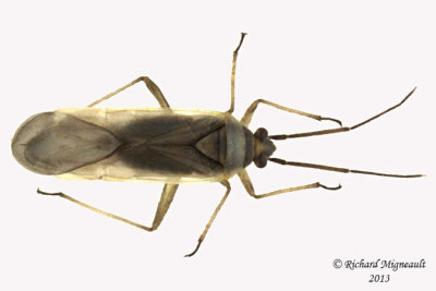 Plant bug - Lopus decolor 1 m13
