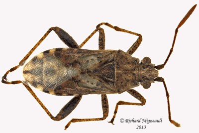 Scentless Plant Bug - Stictopleurus punctiventris m13