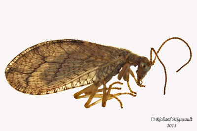 Brown Lacewing - Micromus angulatus m13