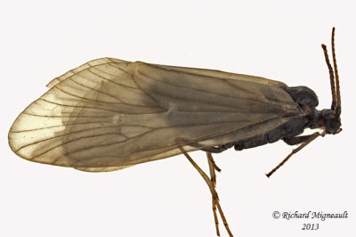 Humpless Casemaker Caddisfly - Brachycentrus sp 1 m13