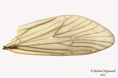 Humpless Casemaker Caddisfly - Brachycentrus sp 2 m13