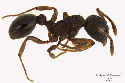 Ant - Myrmica sp 1 m13