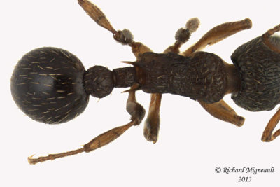 Ant - Myrmica sp 2 m13
