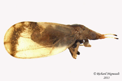 Psylloidea - Livia saltatrix 1 m13