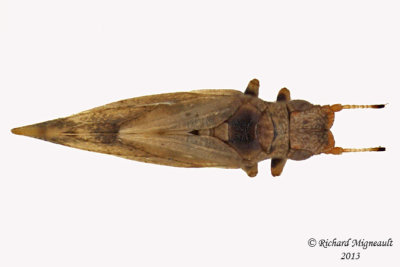 Psylloidea - Livia saltatrix 2 m13