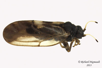 Psylloidea - Aphalaridae - Aphalara sp3 1 m13